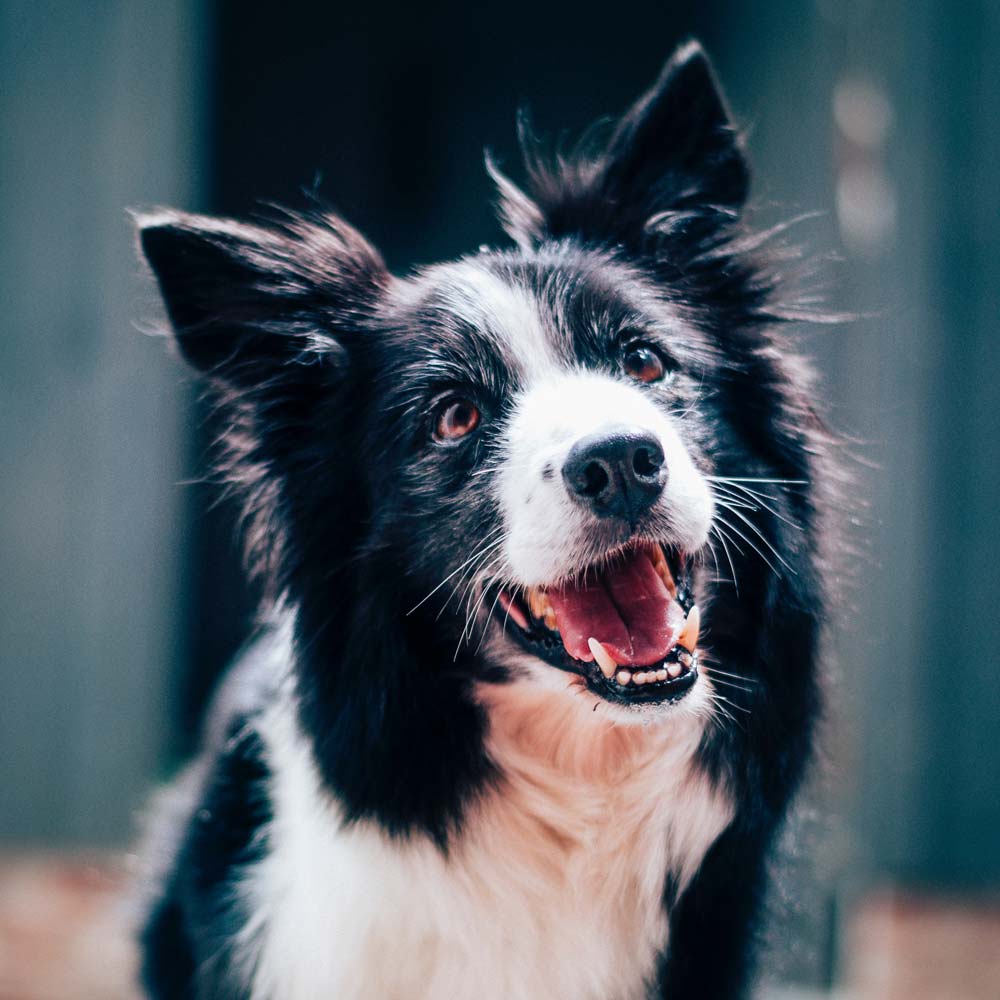 Tampa's new Barking Lot dog park will debut this February - That's So Tampa