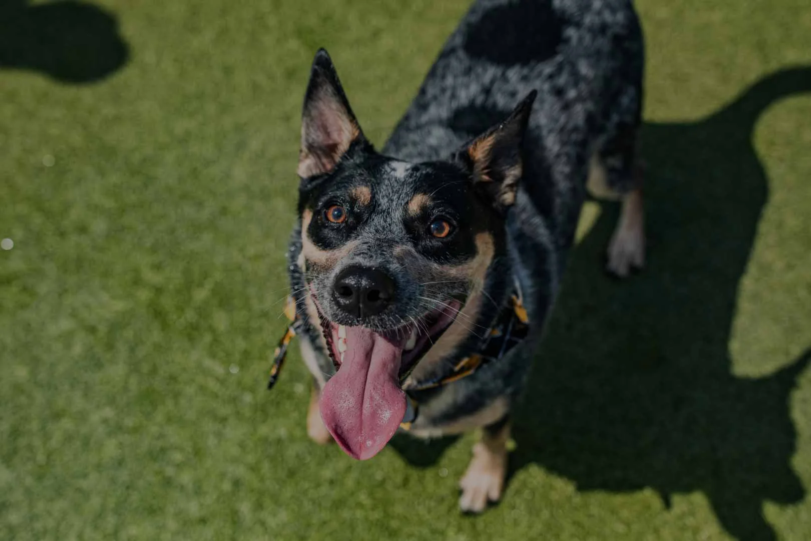 Contact Us Two Shepherds Taproom