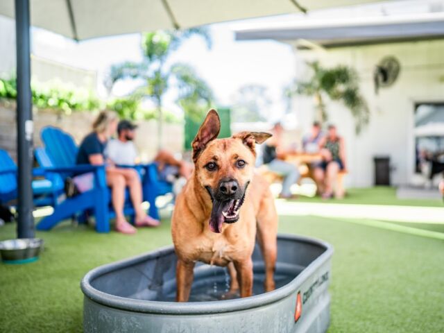 Tampa's new Barking Lot dog park will debut this February - That's So Tampa