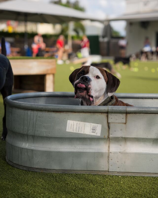Tampa's new Barking Lot dog park will debut this February - That's So Tampa